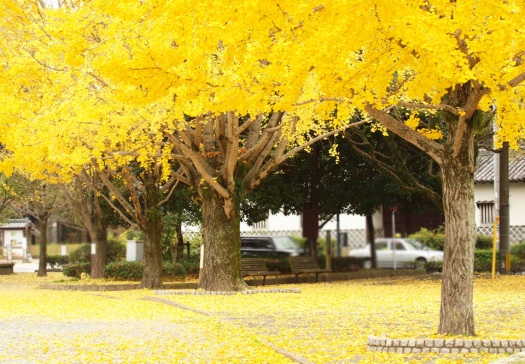 autumn-leaves-in-fukuoka-japan